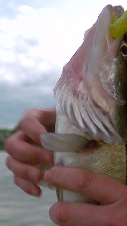 Джиг-головка или шарнирный монтаж? #shorts #fishing #рыбалка #спиннинг ...