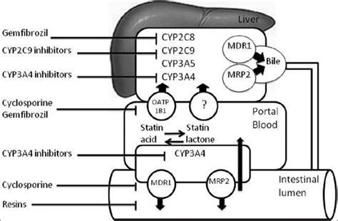 Schema Of Pharmacokinetics Of Statins Cyp Cytochrome Mdr1 Multidrug