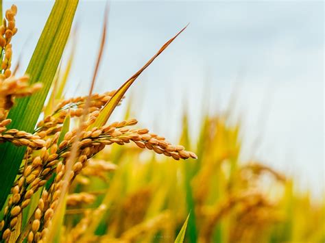 Rice Agriculture Field Free Photo On Pixabay Pixabay