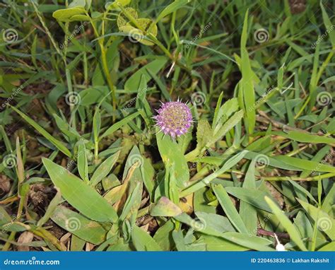 Sphaeranthus Indicus Indian Globe Thistle Gorakhmundi Royalty Free