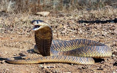 king cobra snake stock  pictures royalty  images