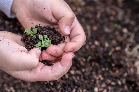 sapling, new, growth, nature, development, green, life, new life, young ...