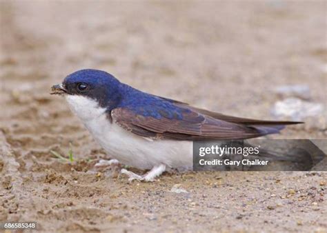 House Martin Uk Photos And Premium High Res Pictures Getty Images