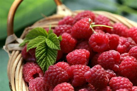 The Incredible Benefits Of Raspberries On The Table