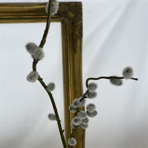 Large Pussy Willow Spray Grey Village Green