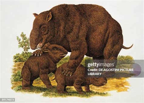 diprotodon   premium high res pictures getty images