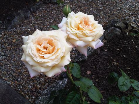 Вывернутые розы новый тренд (35 фото) - картинки modnica.club