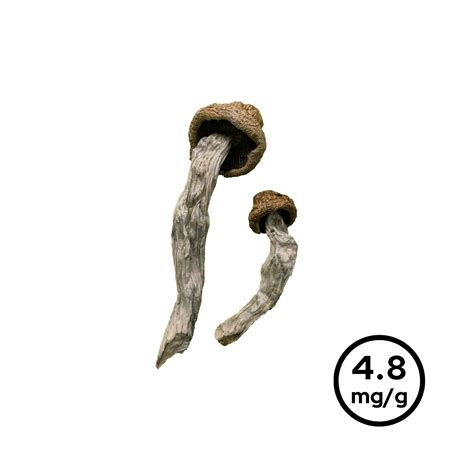 Jedi Mind Fuck Likkamore