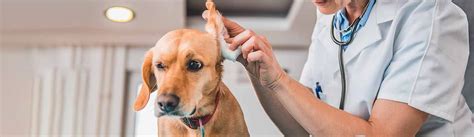 All creatures animal clinic bolivar mo