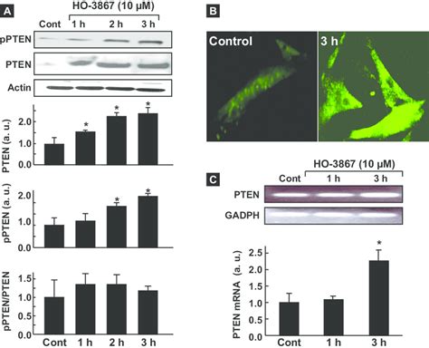 Ho Up Regulates Pten Expression In Human Smcs A Immunoblots Of