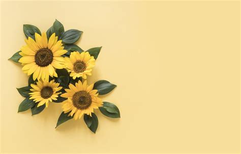 Sunflower Minimalist Wallpapers - Top Free Sunflower Minimalist ...