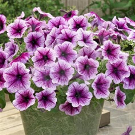 Petunia Opera Supreme Purple Vein – Takii