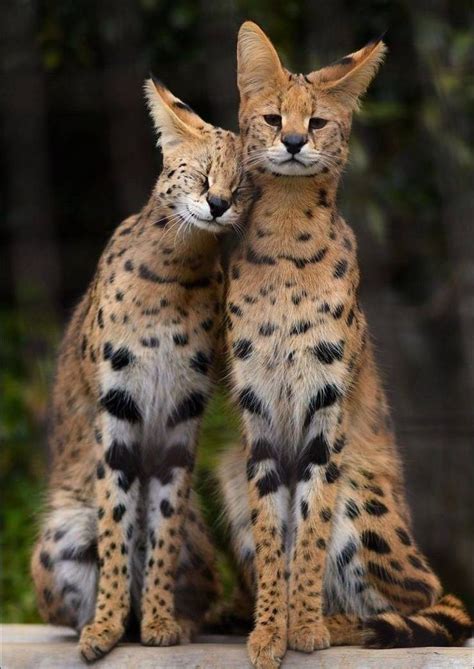 Serval Cat