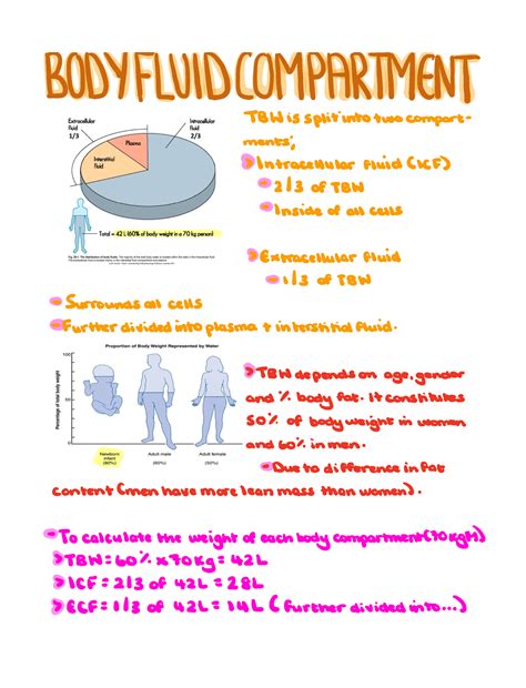 Body Fluid Compartments Body Fluid Compartment 1 B W Is Split Into