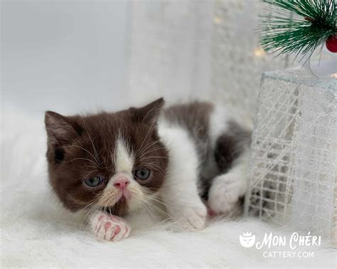 Chocolate Bicolor Exotic Shorthair Kitten For Sale