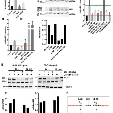 Growth Factor Signaling Represses Gli Expression A Qrt Pcr Analysis