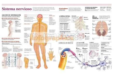 Infografía Sistema Nervioso Infographics90