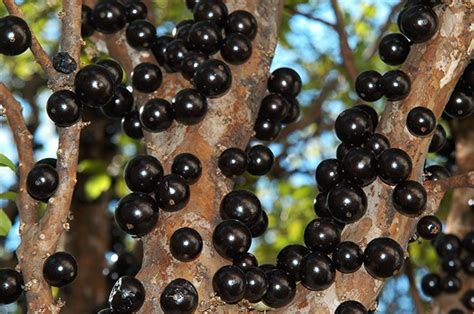 G Jabuticabeira Oferece Frutos Doces Apreciados Por Aves E Mam Feros