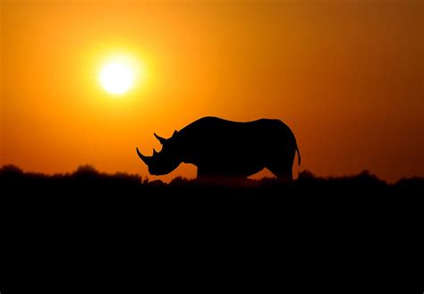 Rhino Conservation - Medium