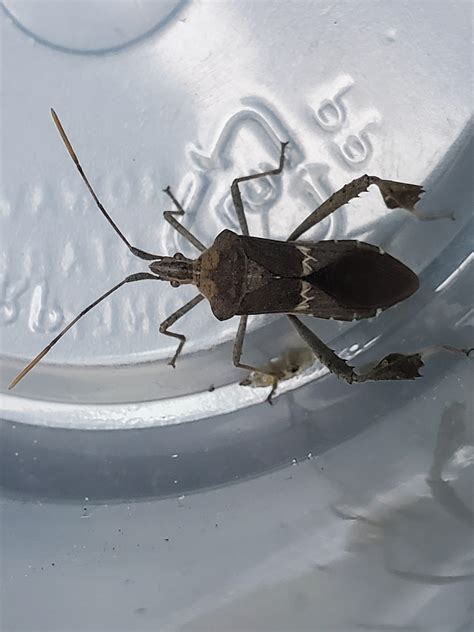 Is this a Western Conifer Seed Bug? Found in California Central valley