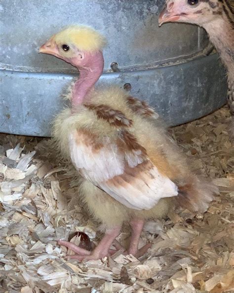 Turken Naked Neck Chicks For Sale Cackle Hatchery