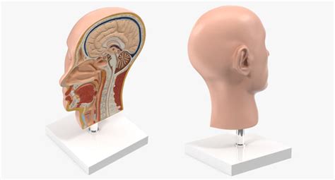 section human head anatomy turbosquid