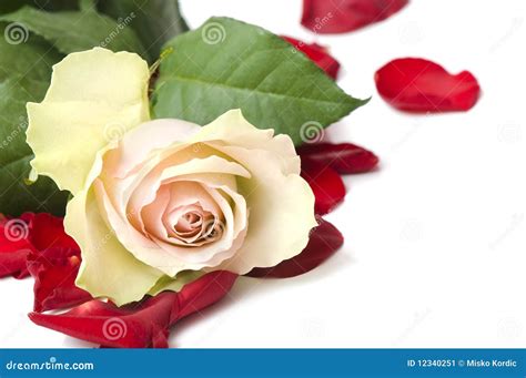 Beautiful White Rose For Day Valentine As T Stock Image Image Of