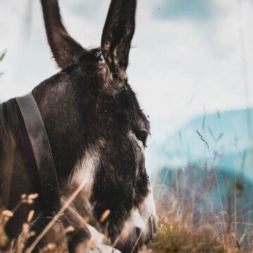 The Naked Tree Written By John R Cobb At Spillwords