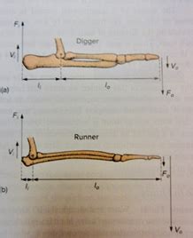 Comparative Anatomy Exam Flashcards Quizlet