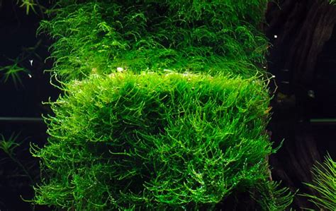 Java Moss Beginner Friendly Guide Aquascape Guru