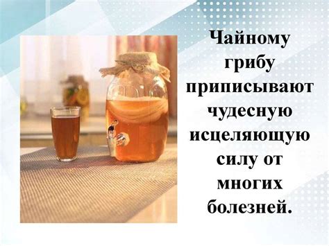 Чайный гриб: полезные свойства и противопоказания для организма
