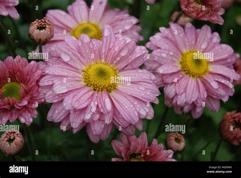 Chrysanthemum Southway Sheba Stock Photo Alamy