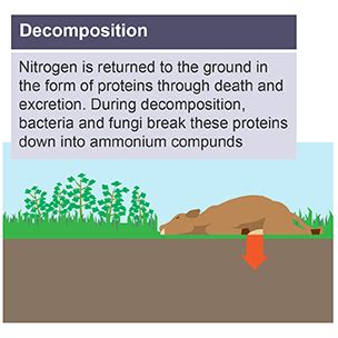 Nitrogen Cycle The Nitrogen Cycle Minerals And Eutrophication CCEA