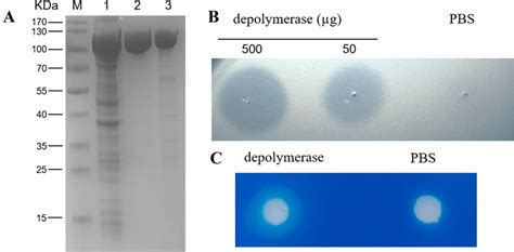 Expression Purification And Identification Of The Recombinant