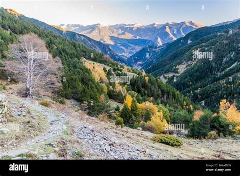 Forests Of Arinsal Valley In Andorra Stock Photo Alamy