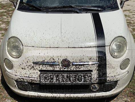 Love Bugs... Florida... : r/fiat500