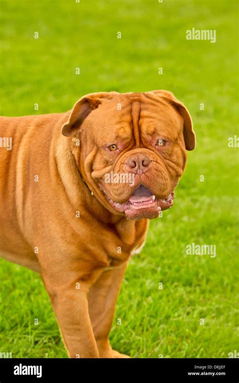 Mastiff Hi Res Stock Photography And Images Alamy
