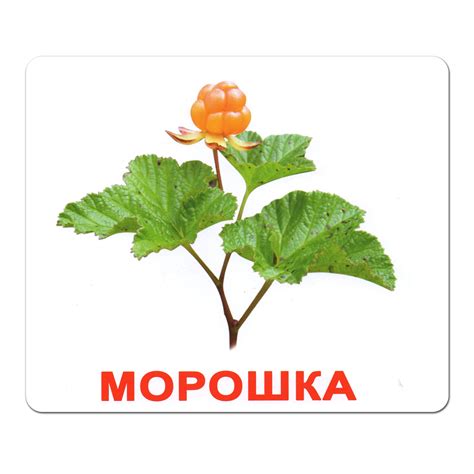 Ламинированные карточки Домана "Ягоды" на рус. Вундеркинд с пеленок ...