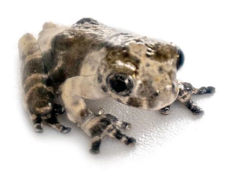 South American Bird Poop Frog Dendropsophus Marmoratus Captive Bred