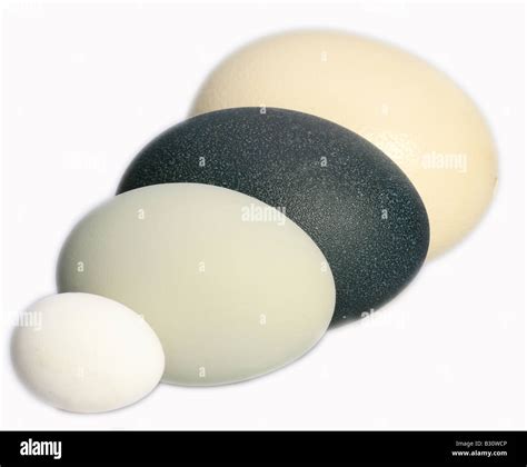 Size comparison eggs ostrich largest egg world hi-res stock photography