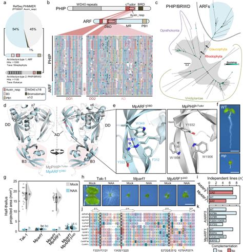 Evolutionary Origins And Functional Diversification Of Auxin Response