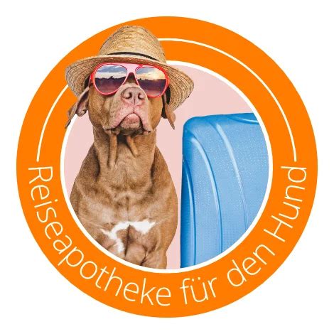 Reiseapotheke für Hunde Das gehört dazu inkl Checkliste