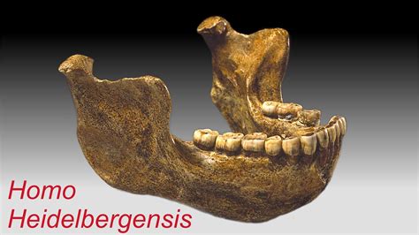 World Famous Lower Jaw Of „homo Heidelbergensis Youtube