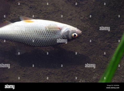 Tote Fische Im Fluss Weil Wasserverschmutzung Fische Sterben In