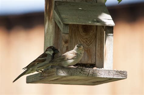 Birds Feeder Animal - Free photo on Pixabay