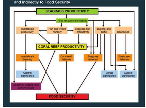 figure  seagrass meadows ecosystem services