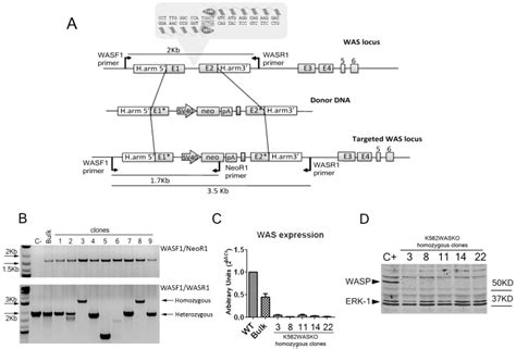 Use Of Zinc Finger Nucleases To Knock Out The Was Gene In K Cells A