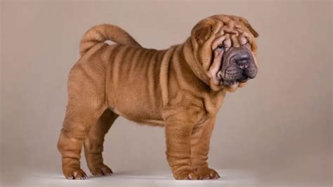 Todo Lo Que Necesitas Saber Sobre La Raza De Perro Shar Pei La Web De