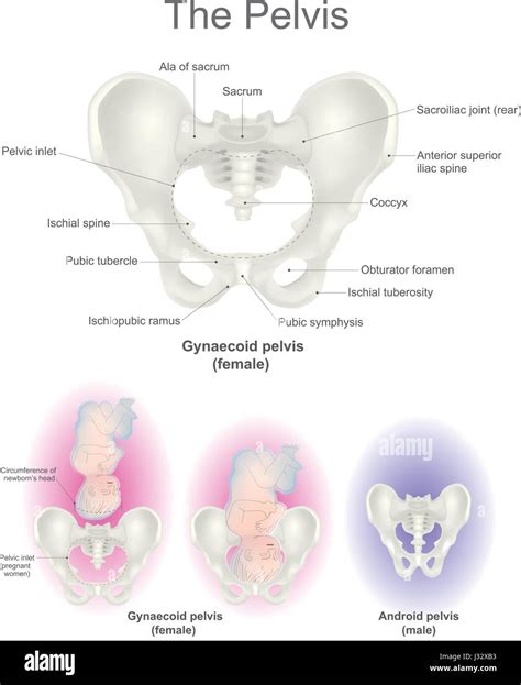 Pelvic circumference hi-res stock photography and images - Alamy