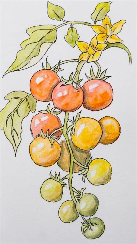 Fresh Ripe Cherry Tomatoes On The Branch Hand Drawn Watercolor